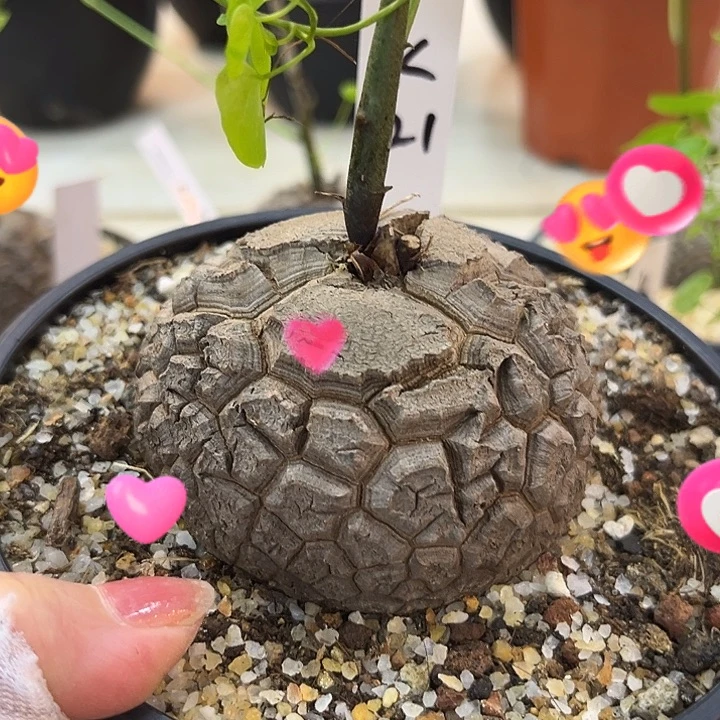 汤圆植物龟甲龙K21