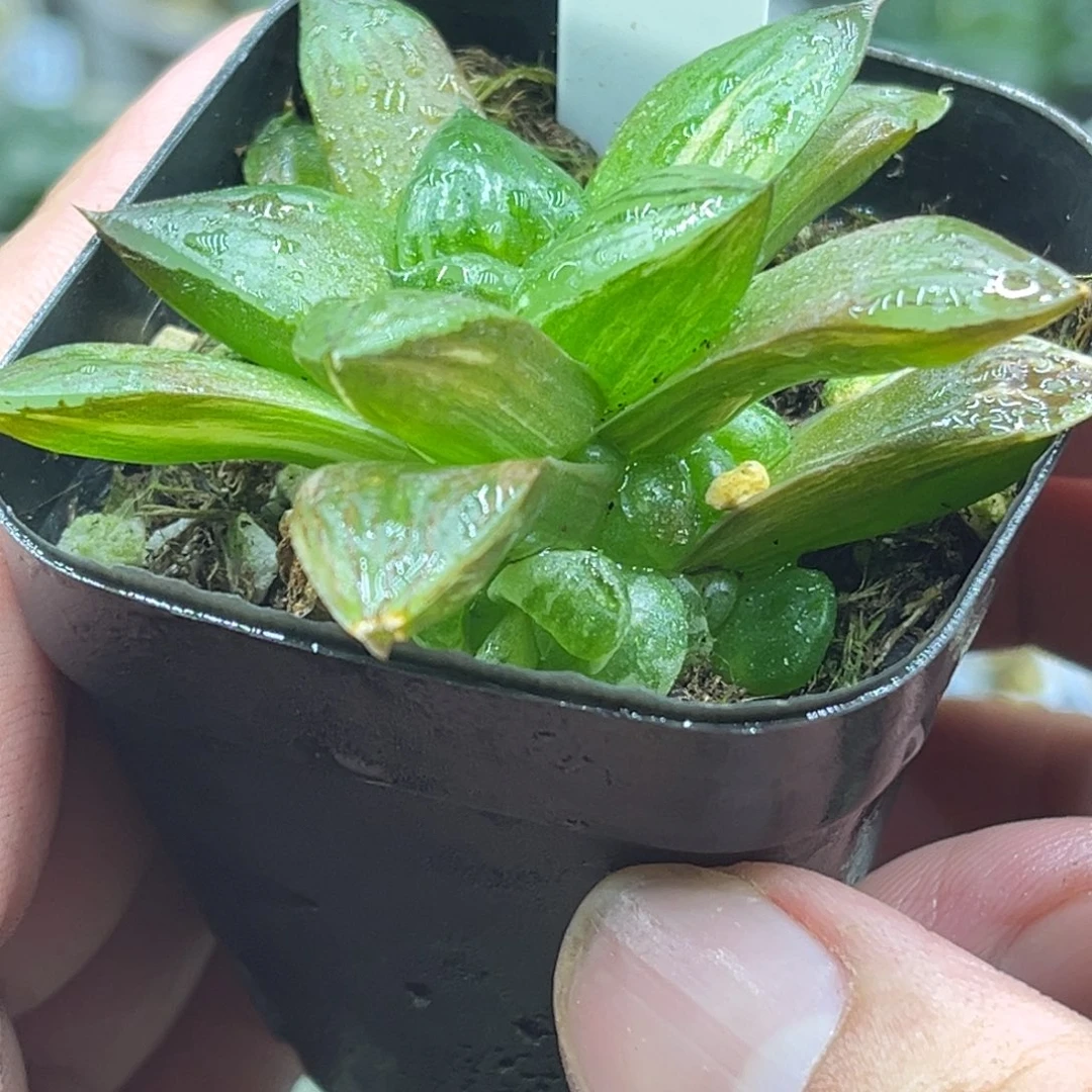 50竹虎实生寿锦多头