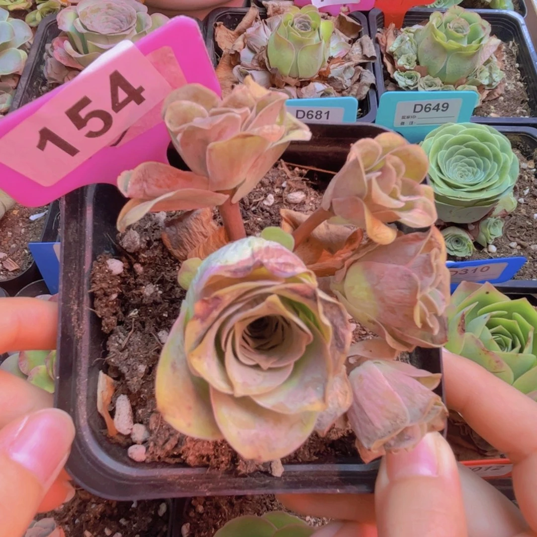 154山地玫瑰粉色