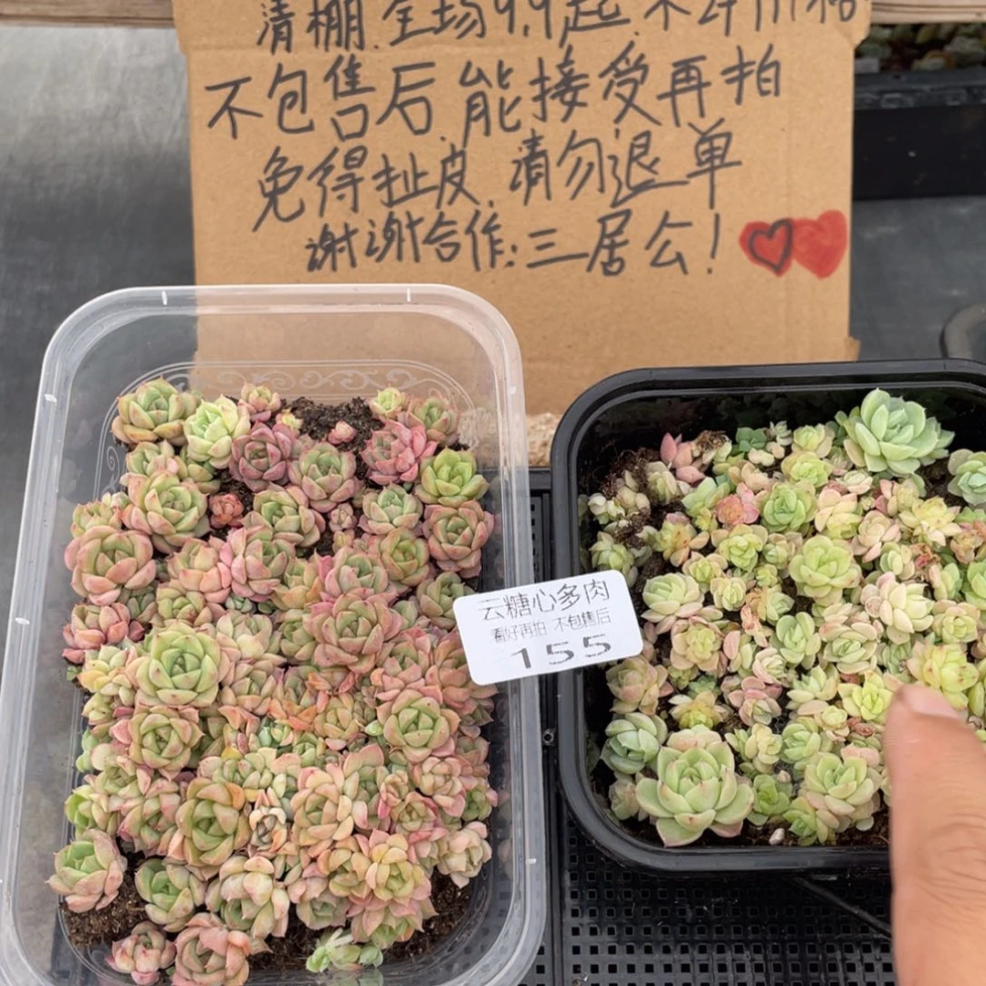 云糖心多肉植物155