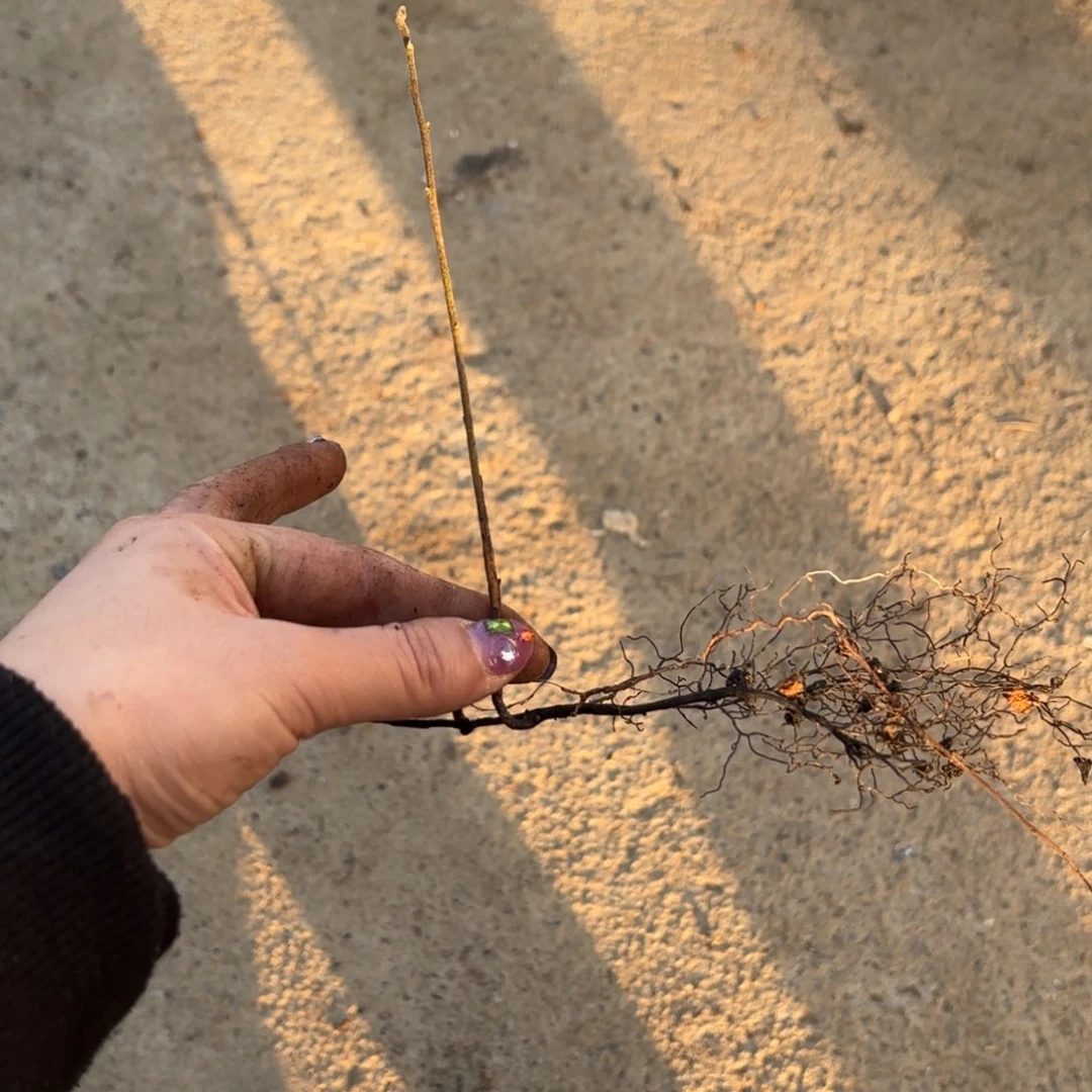 花***哥哈哈哈哈哈哈哈初梦