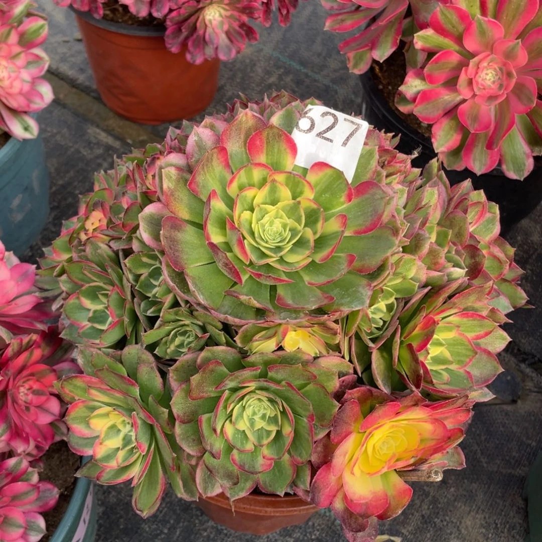 627.海仙多肉植物