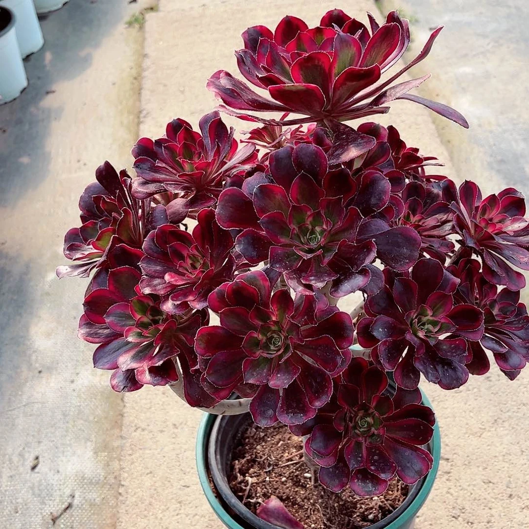 香奈儿法师多肉植物