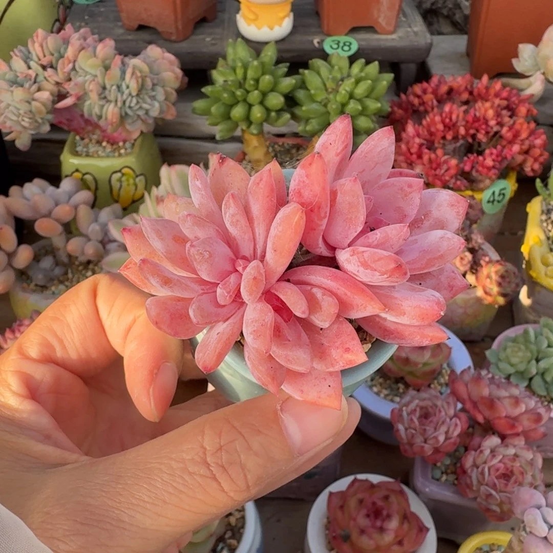 芙蓉雪莲多肉含盆土 一物一拍