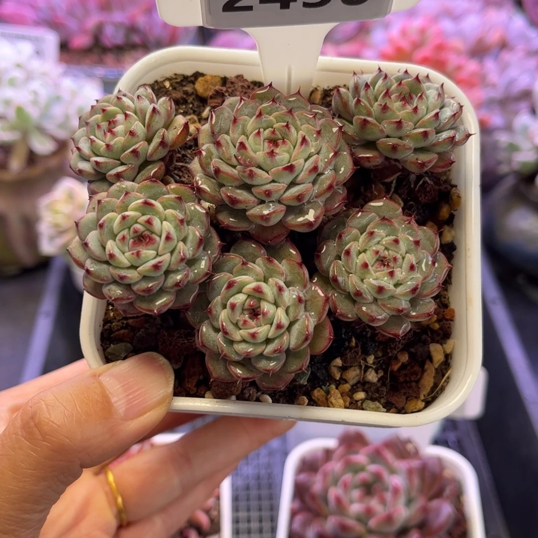 2450 满30包邮天冷地区必拍保温箱