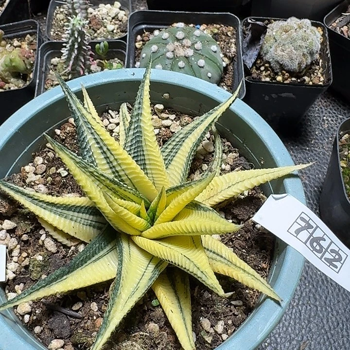 762琉璃殿锦脱土发货