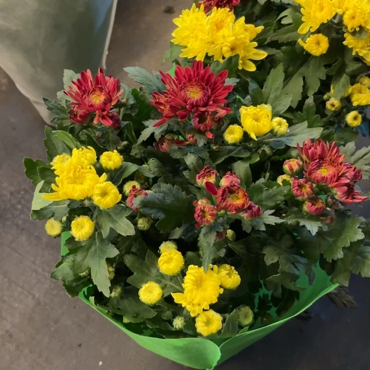 龙爪菊红黄双色盆栽