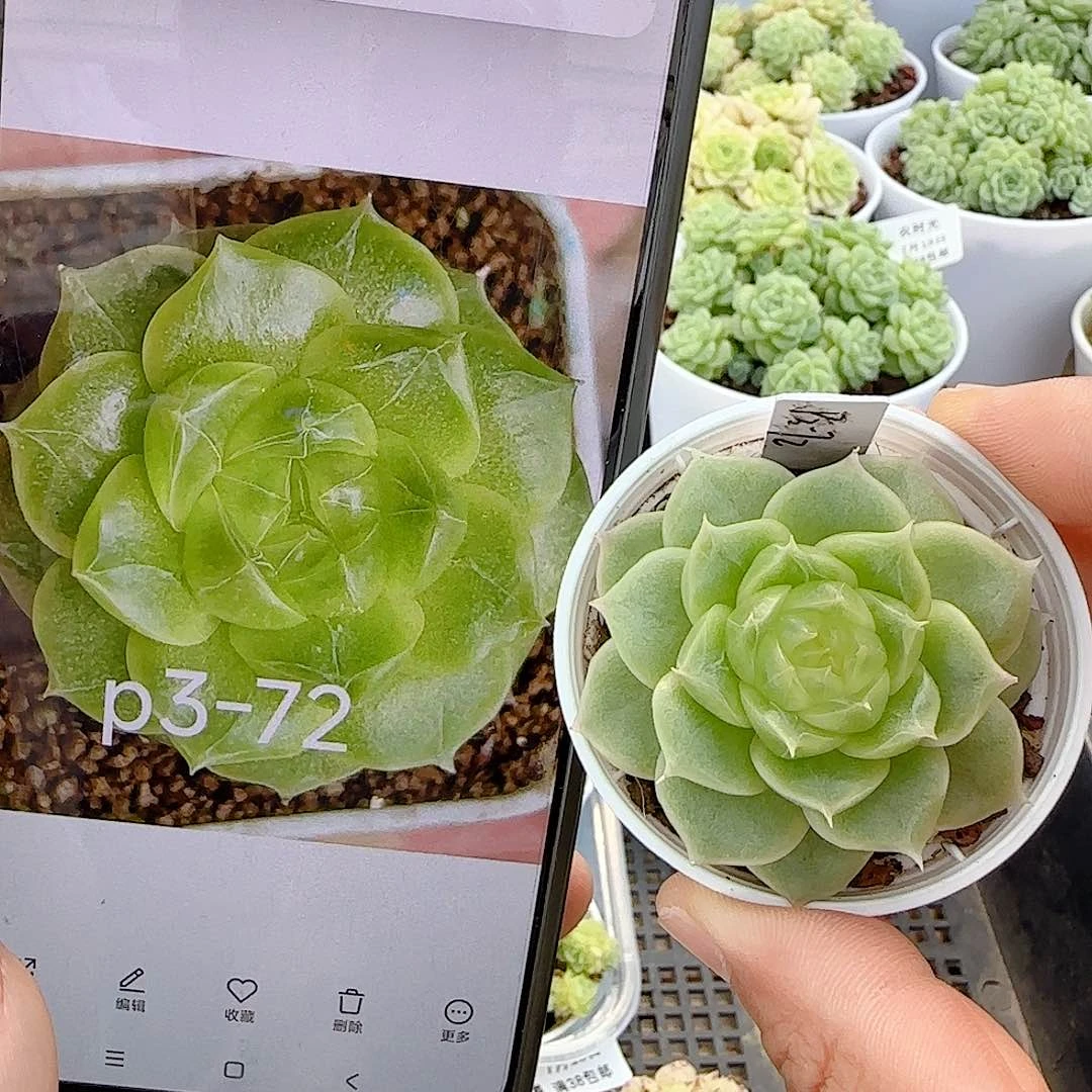 【闪购商品】0718-46（p3-72）