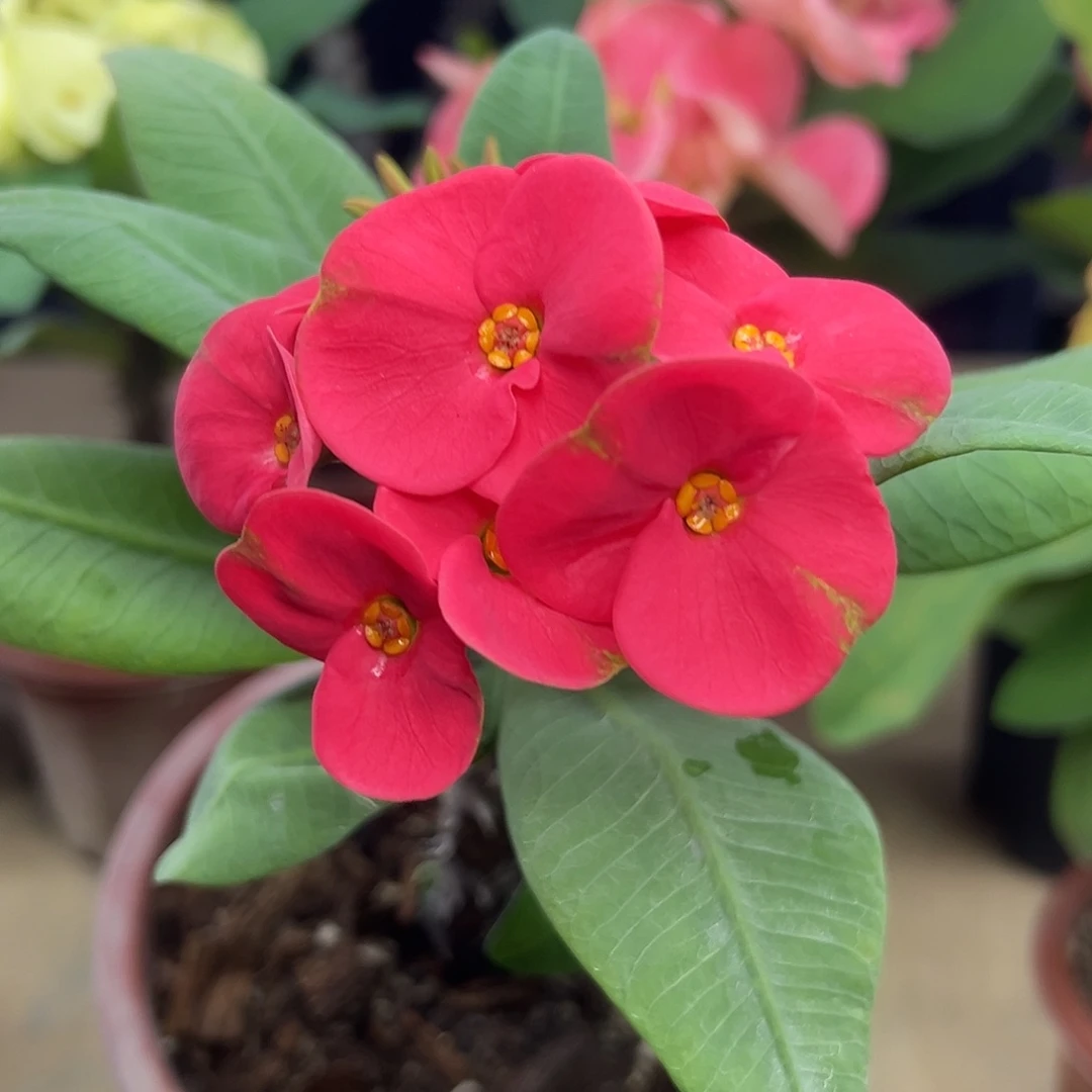 红百万泰国大花虎刺梅