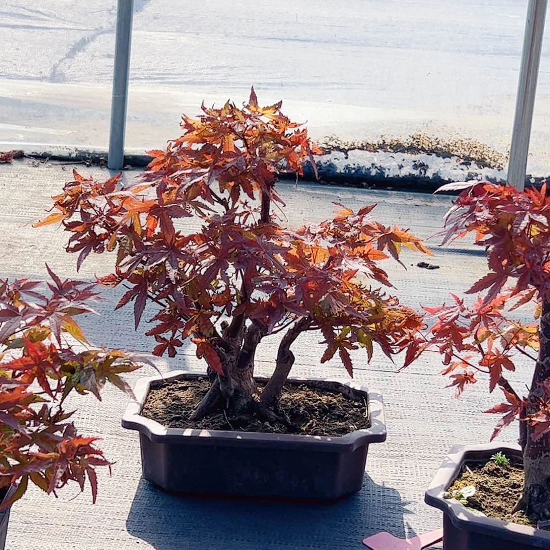 手***8无花朵枫树……枫树