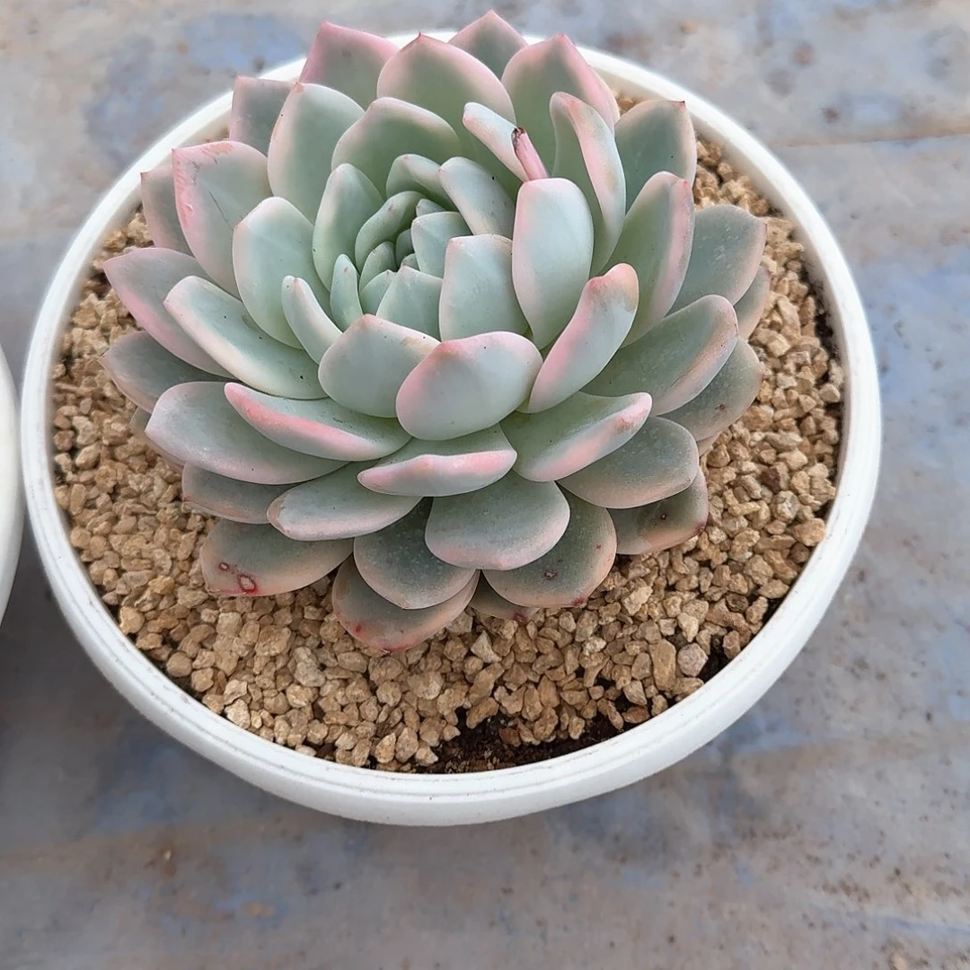 梦露锦多肉锦多肉