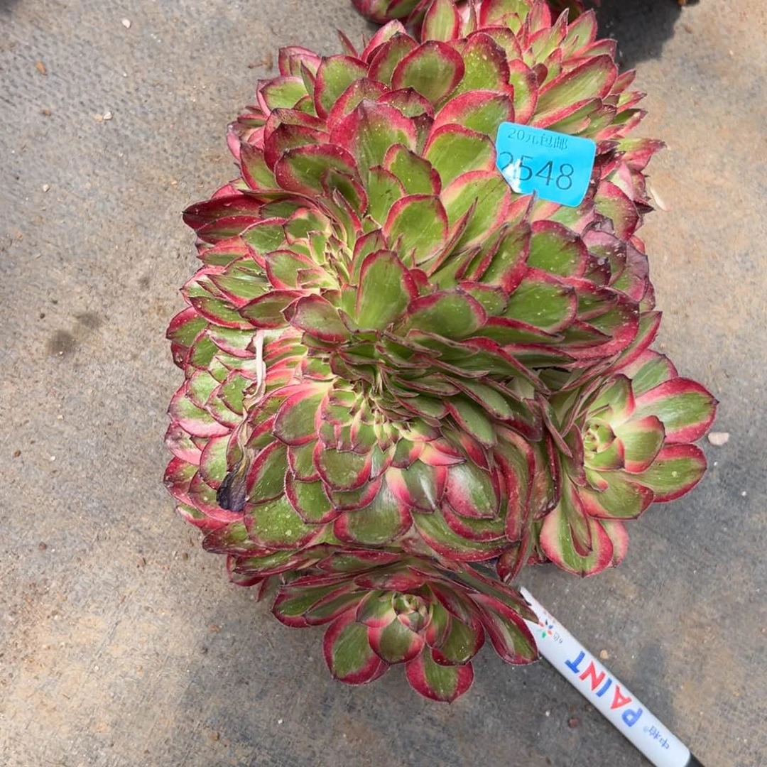 ?*2548昭和缀多肉植物系