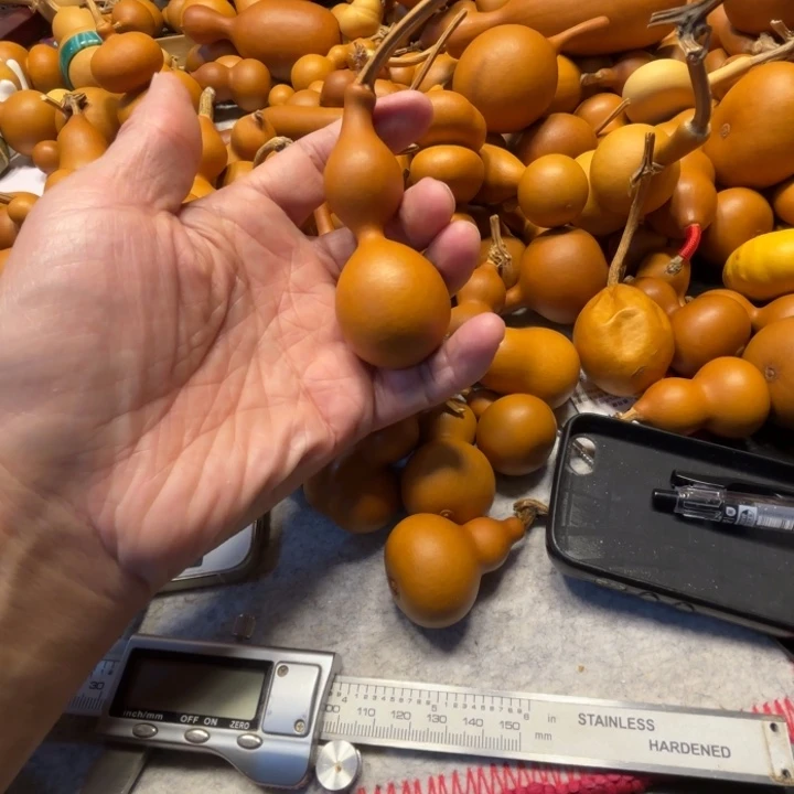 闷****蔡女士的一把蚂蚁葫芦葫芦