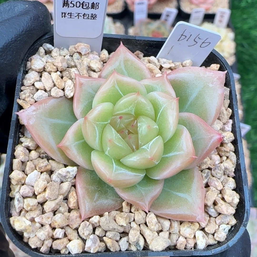 018   珍妮  5厘米盆