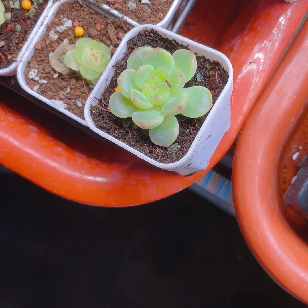 空***0竹马中盆一个满25包邮