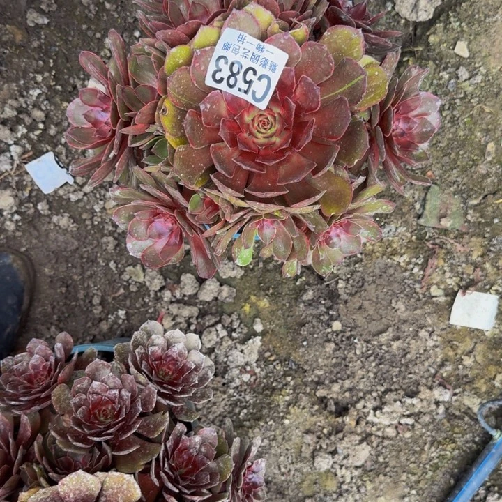 男爵花25-51包邮花花