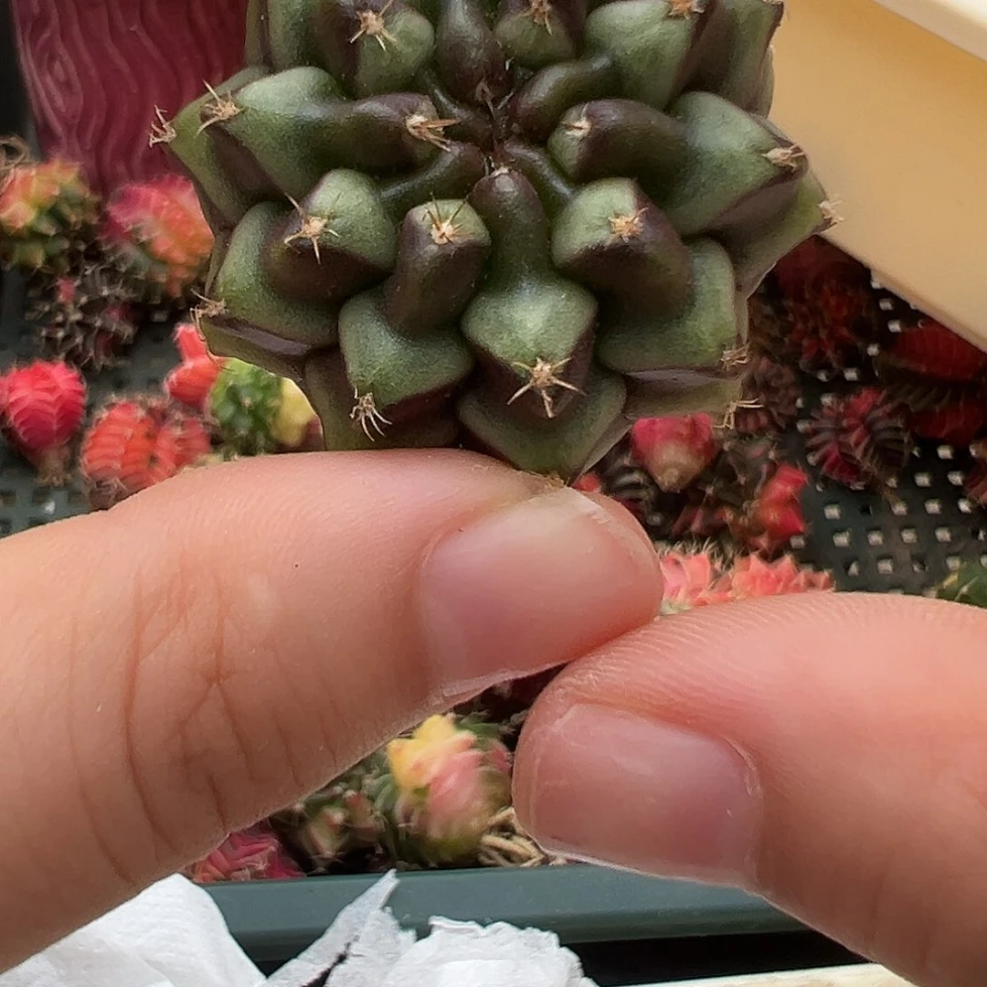 79 好看的米哈冲冲冲