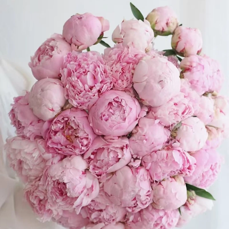 【荷兰进口品种莎拉】重瓣芍药鲜切花观花植物山东基地直发顺丰包邮