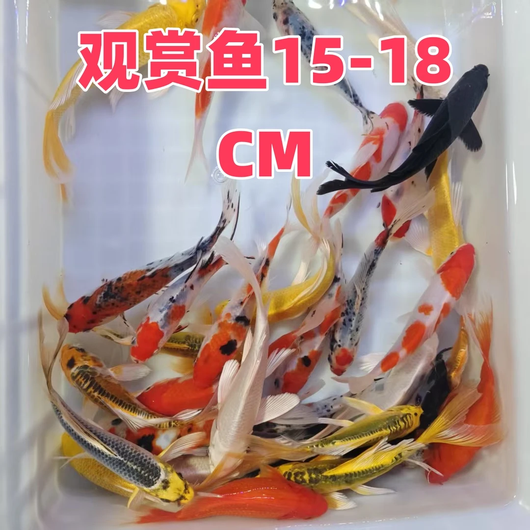 大号锦鲤混搭草金观赏鱼冷水鱼淡水鱼好养耐活活体鱼