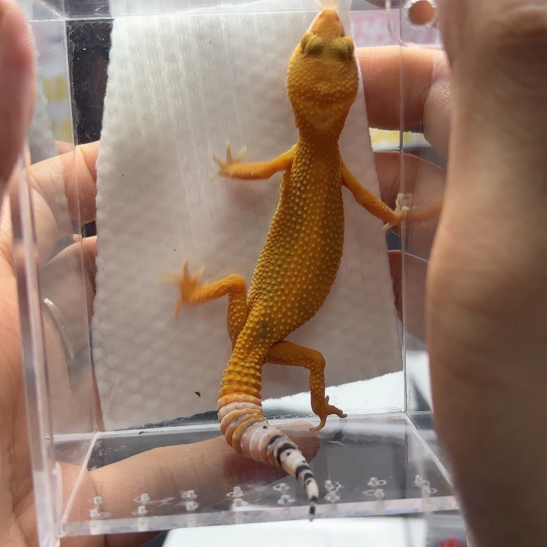 豹纹守宫蜜橘守宫