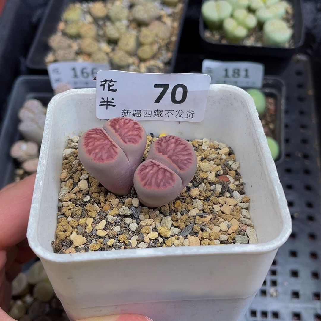 70000000花花花花花花花