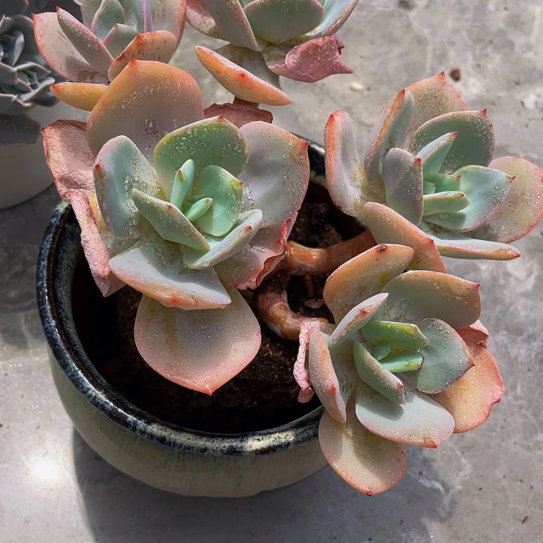 白凤多肉植物小群