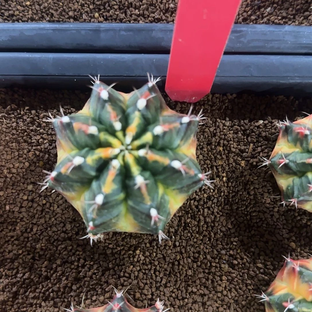 L803-0104泰国发货 塔斯卡娜