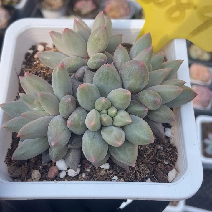 6089车厘子多肉植物保护