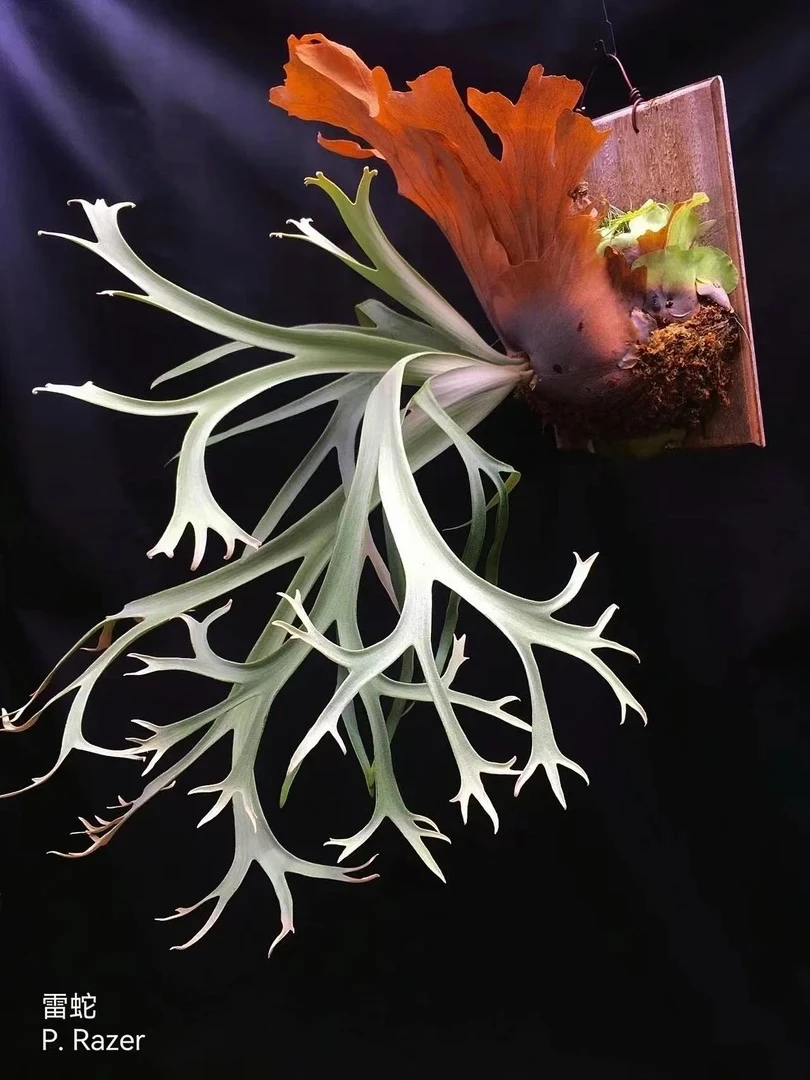 雷蛇鹿角蕨孢子苗8cm盆苗