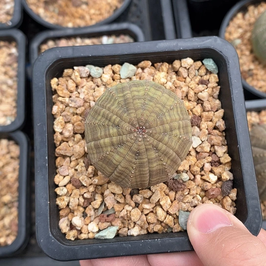 欧系实生布纹球多肉植物