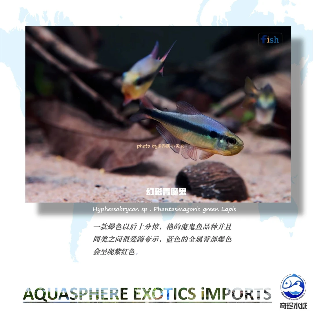【奇珍水域】幻彩青魔鬼