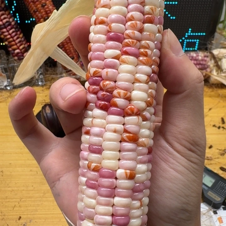 纤***儿柏香籽/百香籽吊坠