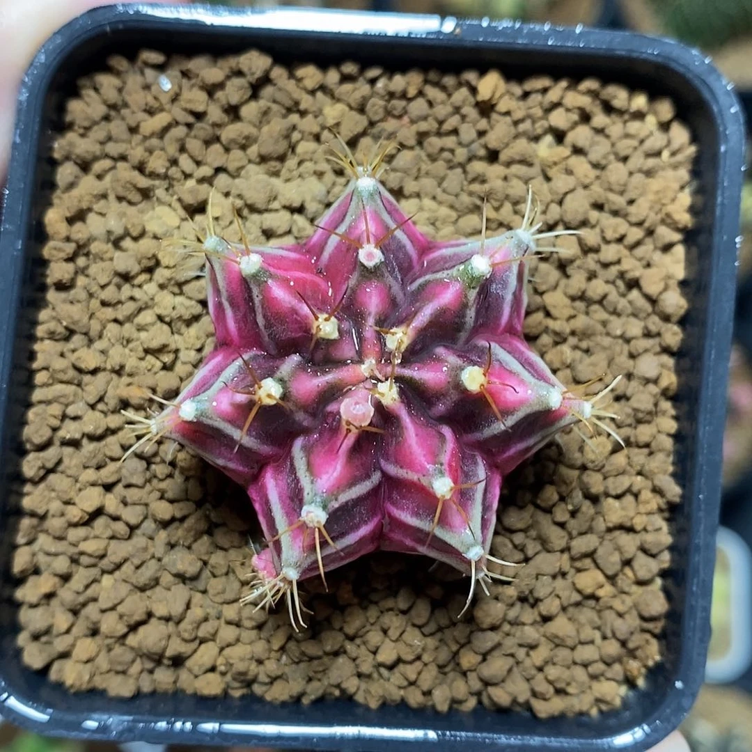 米哈仙人球锦侧芽010