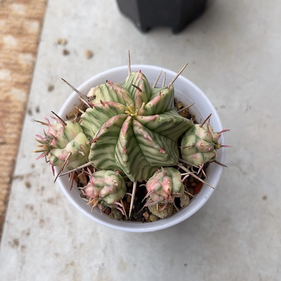 斑马锦仙人球一物一拍