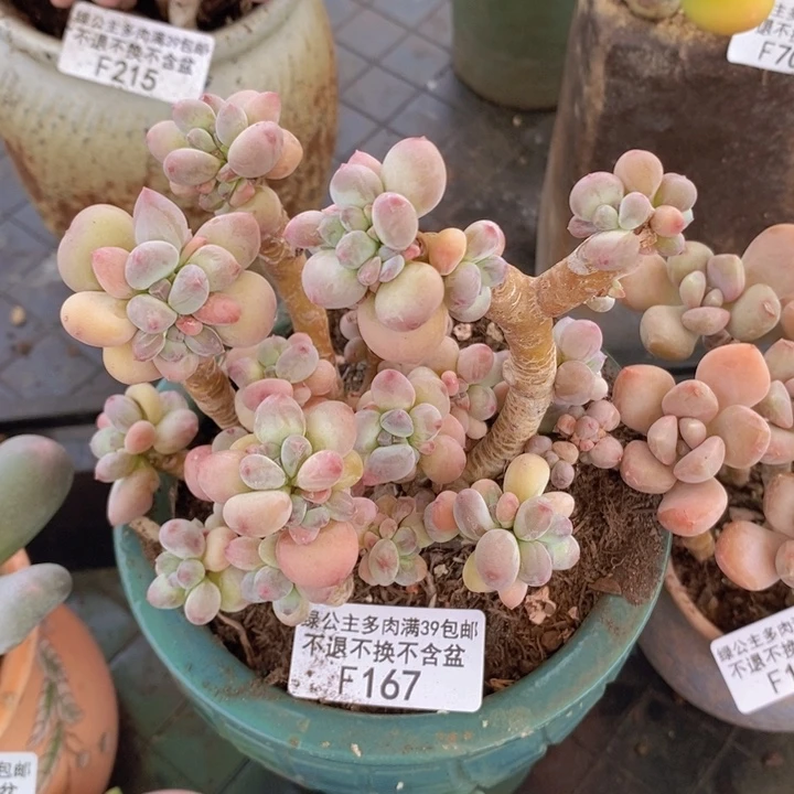 苹果奶11cm167多肉植物