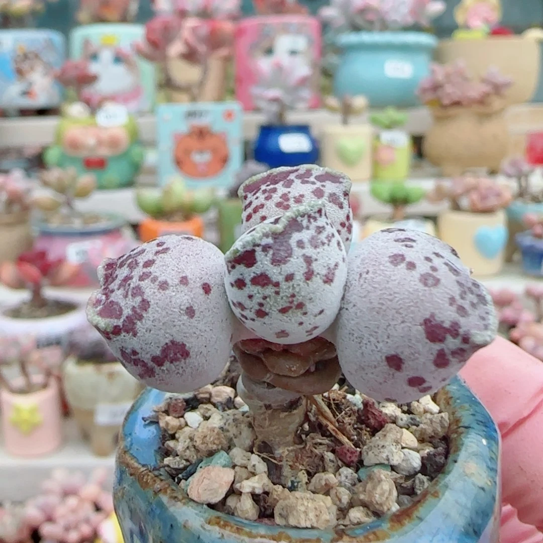 小***^可爱大胖粉丸 盆口3cm