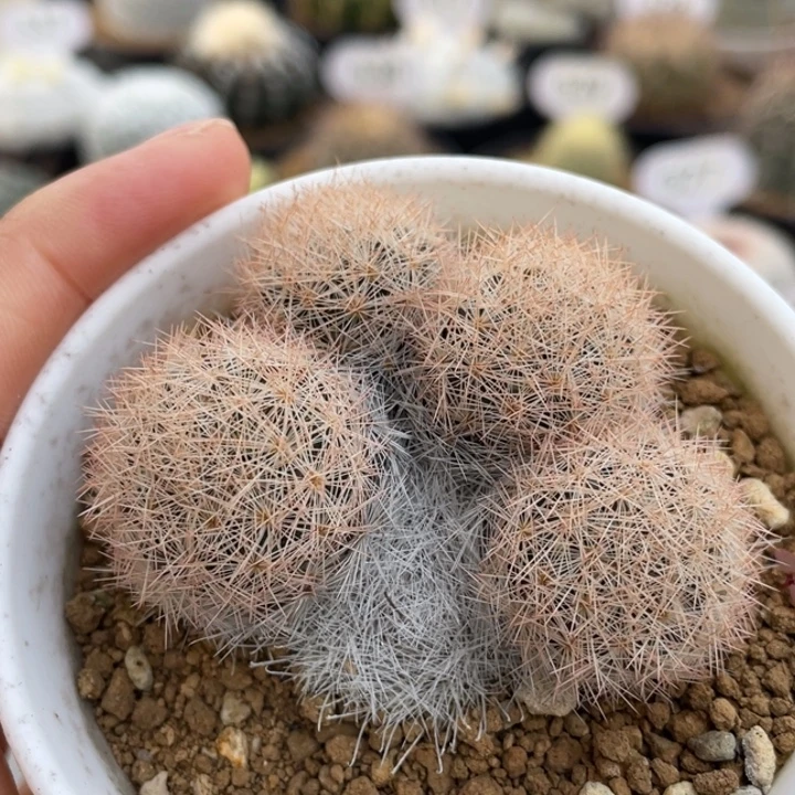 红姬玉        实生根