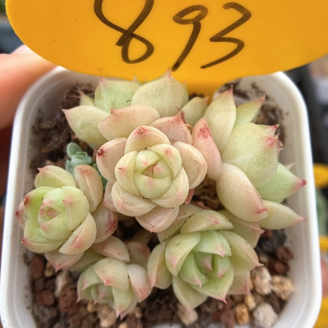 蜜蜡麦秆群生893号。