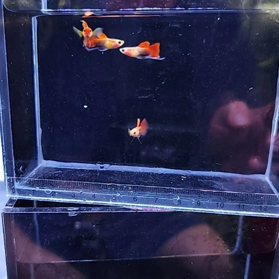 孔雀鱼21黄肉玻璃猫跑红长公四条