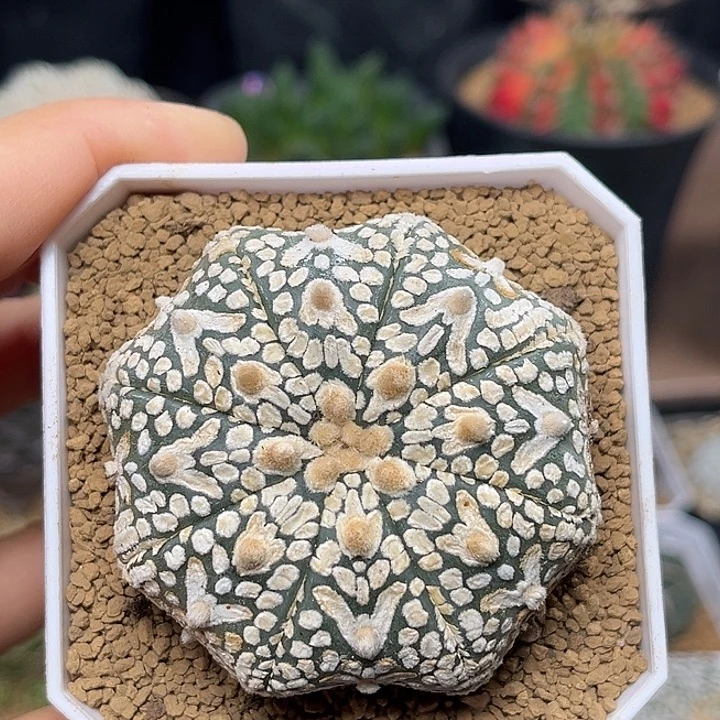 无花朵海星体大v一颗一颗