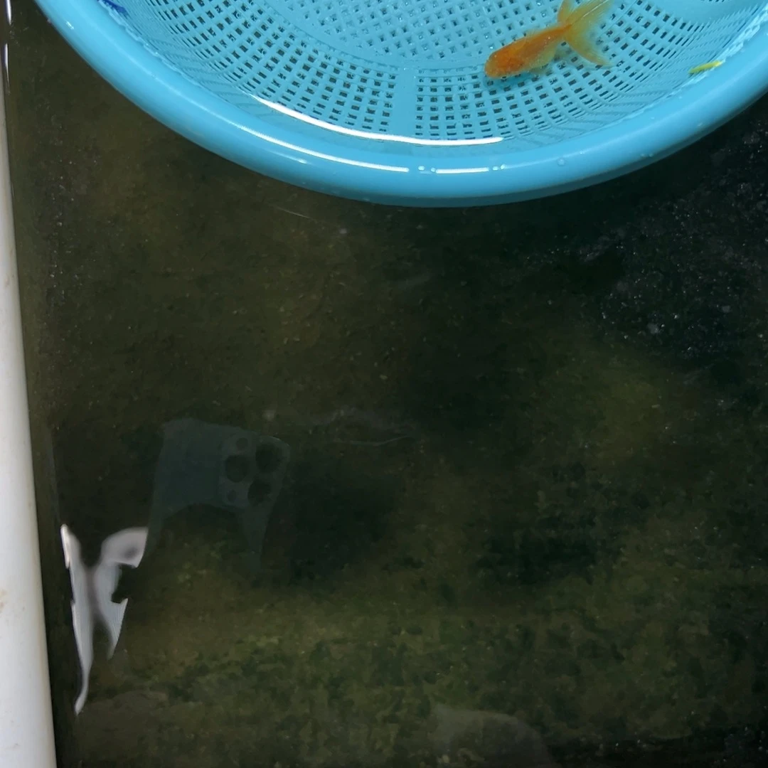 用***7海水3号加商品猫1条