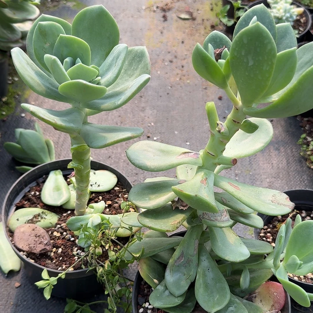 新品带桩子断叶不售后两颗183