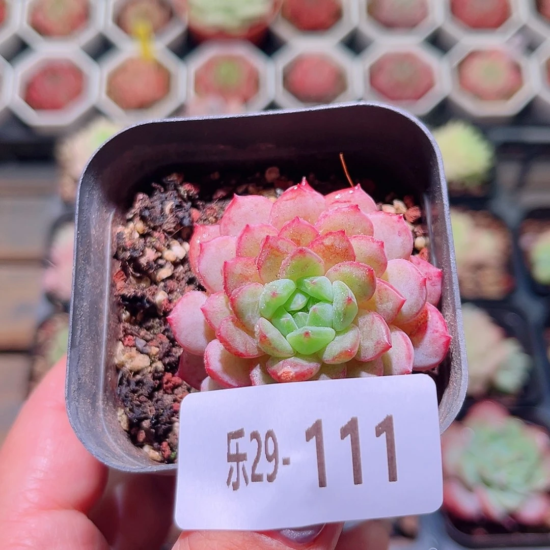 乐然29-111 新品单头