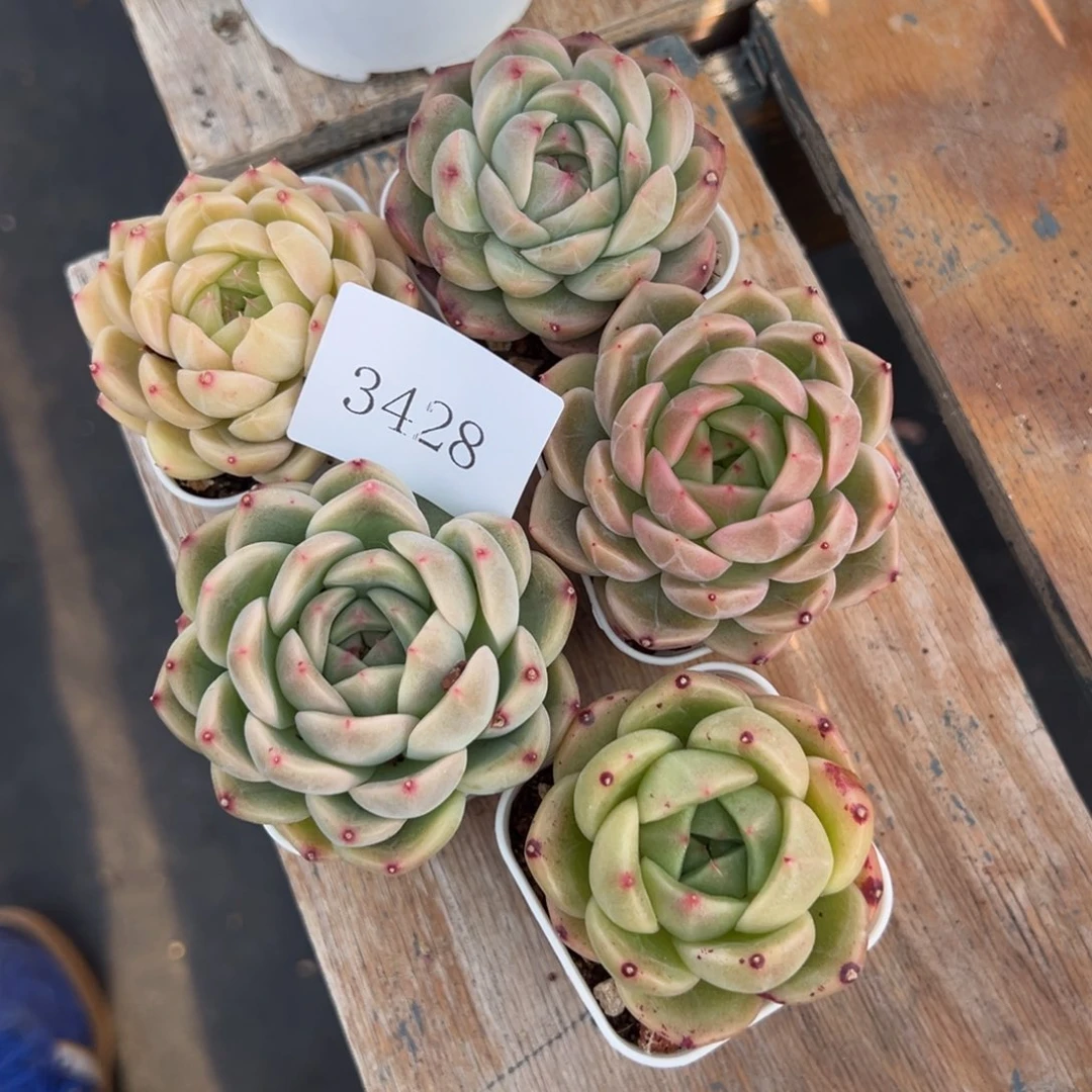 倩*3428多肉多多多多多五棵