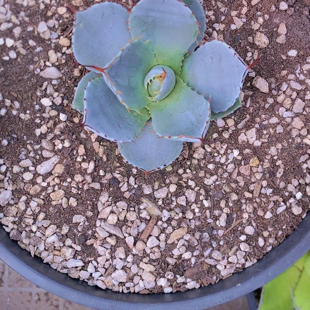 多肉植物龙蛇兰植物