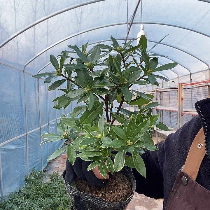 完全开放2盆金边瑞香冻坏不赔19的