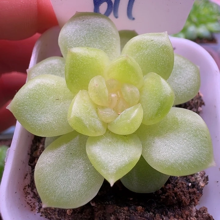 碧琉璃单头福利专拍
