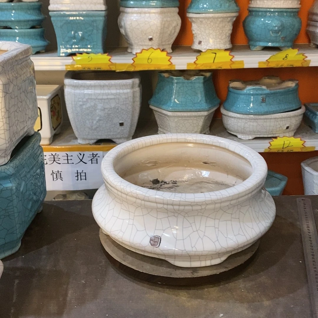 火*花盆里的小猫咪两个白