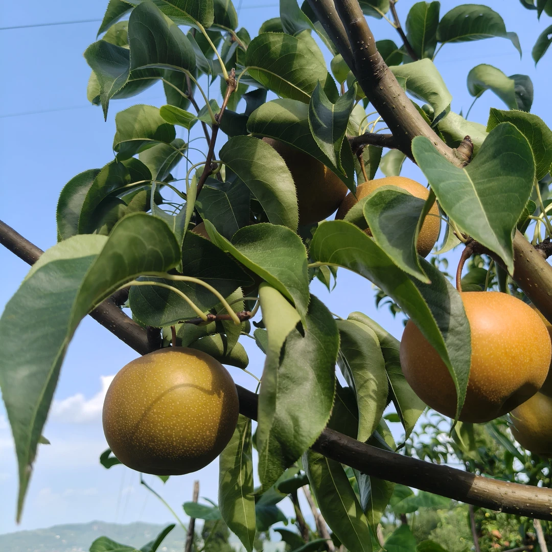 四川农户家圆黄梨脆甜多汁  5斤装(顺丰）