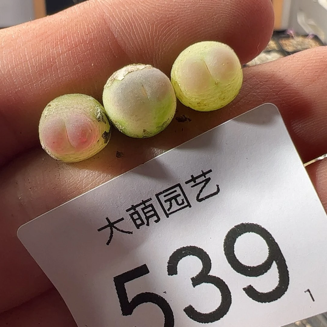 一物一拍默认微瑕。 539